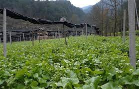 如何利用AI分析消费者偏好优化水稻食品市场布局